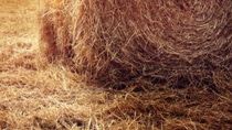 hay