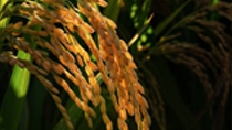 rice husks