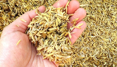 rice husk