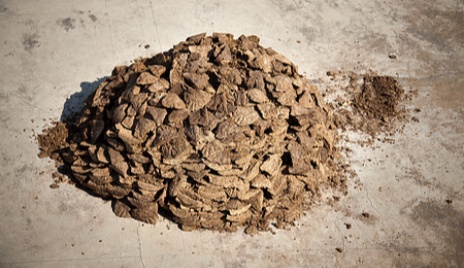 Dried cow dung