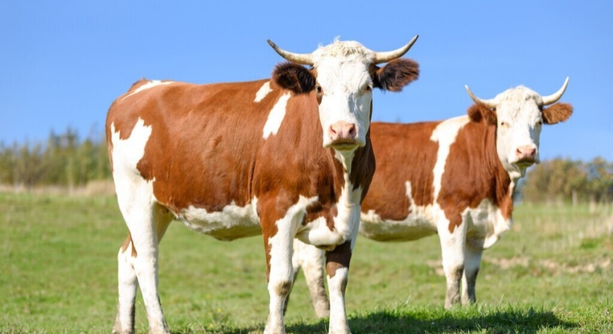 Cow Dung Making Machine