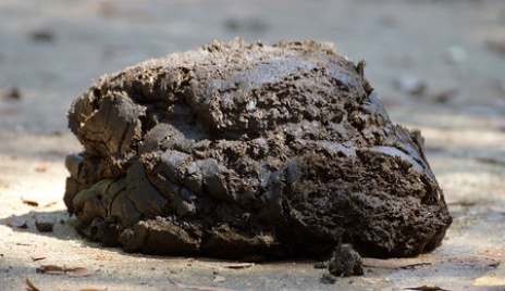 Wet cow dung