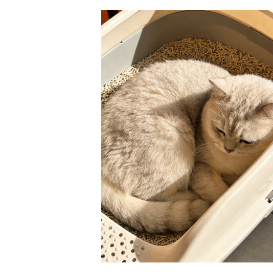 paper pellet cat litter image