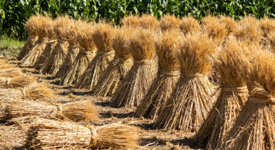 straw pellet machine