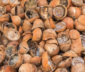 Coconut Shells