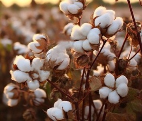 Cotton Stalks