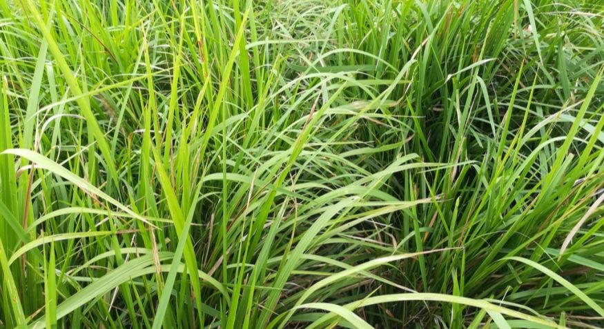 GRASS PELLET MACHINE