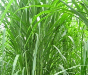 Pennisetum hydridum