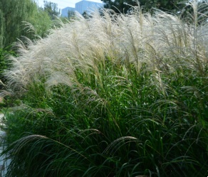 Miscanthus