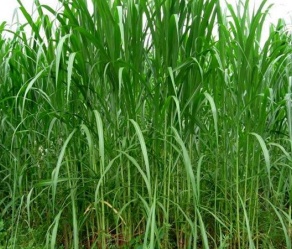 Pennisetum purpureum