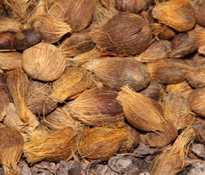 Palm Kernel Shells