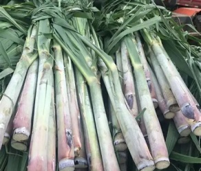 Sugarcane Tops