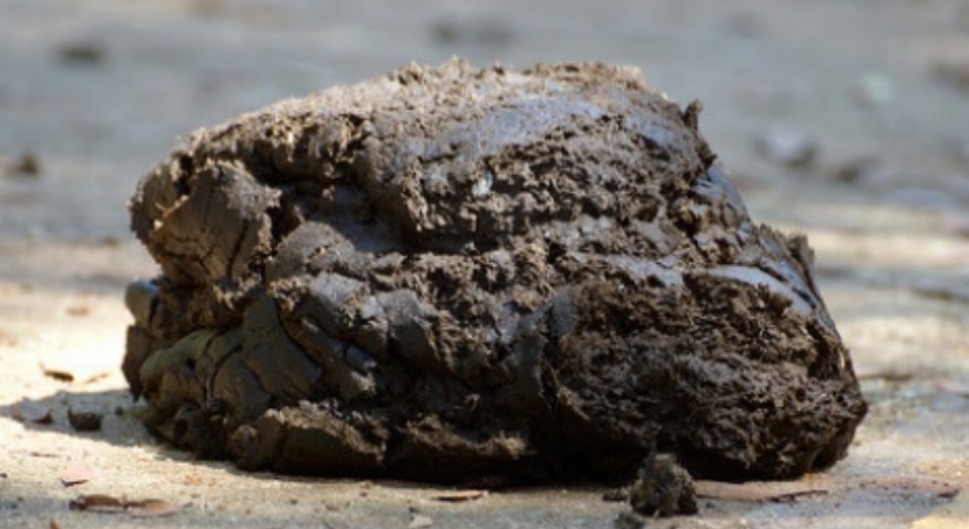 Wet cow dung