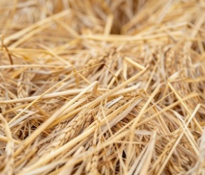 Wheat Straw