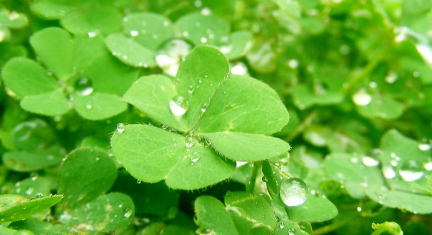 alfalfa pellet machine