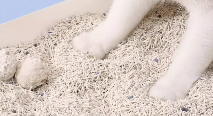 cat litter
