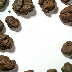 cow dung pellet line