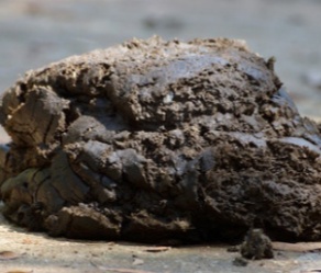 cow dung