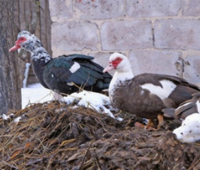 duck manure