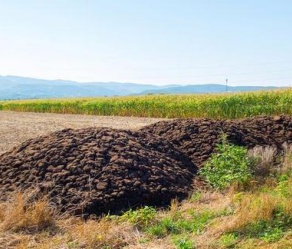 goose manure