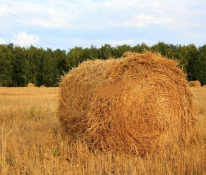 hay