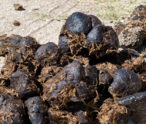 horse manure