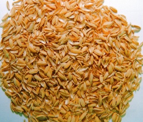 rice husk
