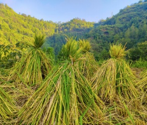 rice straw