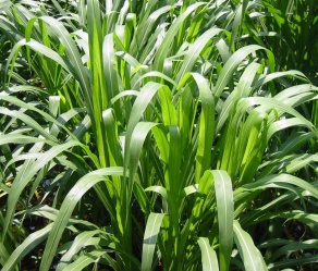 ryegrass